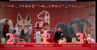 Shows - zdjęcie 119