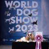Shows - zdjęcie 133