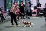 Shows - zdjęcie 159