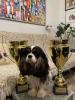Shows-Hajsi - zdjęcie 8