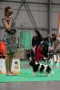 Shows-Hajsi - zdjęcie 28