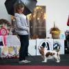 Saphira - Shows - zdjęcie 34