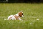Saphira - 2015 - zdjęcie 193