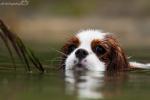 Saphira - 2016 - zdjęcie 162
