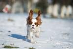 Saphira - 2016 - zdjęcie 278
