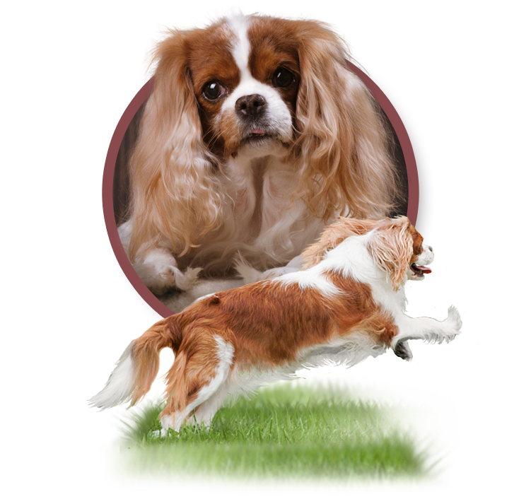 CHERYL Aldaha Gold - Cavalier King Charles Spaniel