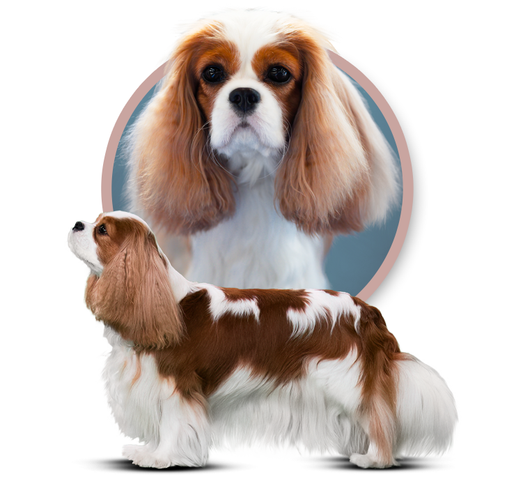 GUMMI GRAMMI Snukraina - Cavalier King Charles Spaniel