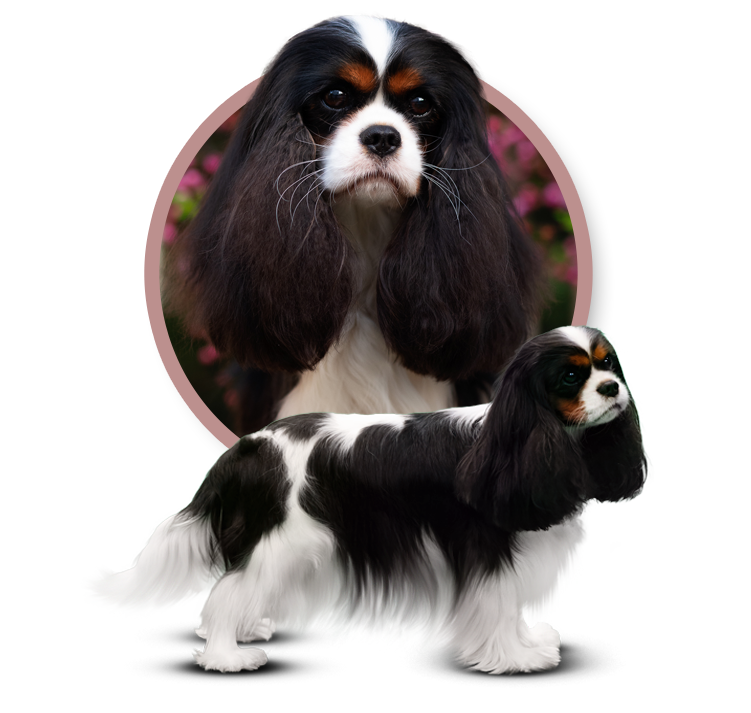 ZA HAJS MATKI BALUJ z Królewskiego Dworu - Cavalier King Charles Spaniel