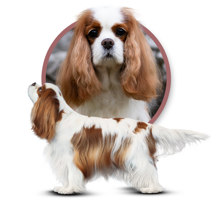 SAPHIRA Złodziejska Zgraja - Cavalier King Charles Spaniel
